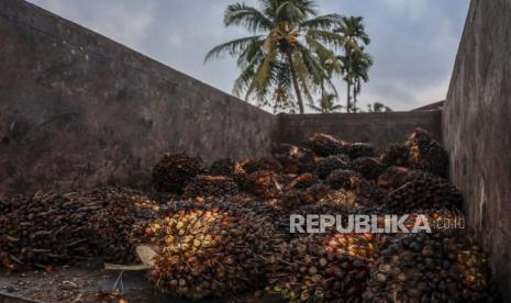 Buah sawit duduk di truk di perkebunan kelapa sawit di Deliserdang, Sumatera Utara 15 Maret 2022. Direktur Eksekutif Gabungan Industri Minyak Nabati Indonesia (GIMNI) Sahat Sinaga menyebut, Uni Eropa mulai meminta pasokan minyak sawit (CPO) dari Indonesia akibat adanya krisis energi dunia dan kenaikan harga minyak nabati global.