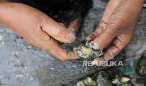 Petani memisahkan daging tiram dari cangkangnya di Desa Alue Naga, Banda Aceh, Aceh.