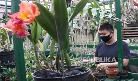 Pekerja merawat taman anggrek yang dibudidayakan di Laboratorium Pembibitan dan Budidaya Anggrek Handoyo Budi Orchid di Malang, Jawa Timur, Rabu (18/11/2020). Kementerian Pertanian berupaya memacu peningkatan pembudidayaan anggrek varietas baru karena tanaman hias tersebut memiliki nilai ekspor tinggi yakni mencapai USD176 juta pada tahun 2019 dengan negara tujuan ke Jepang, Belanda, dan Korea Selatan. 