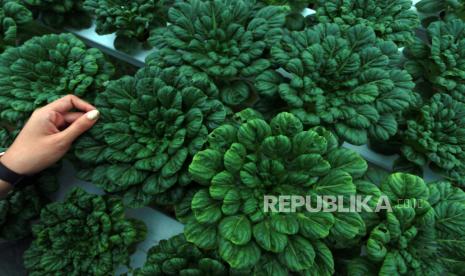 Vegetarian dalam Pandangan Islam. Seorang calon pembeli memilih sawi pagoda di perkebunan sayuran organik di Suwawa, Kabupaten Bone Bolango, Gorontalo.