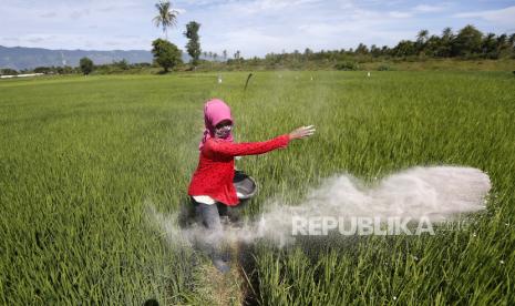 Petani menabur pupuk pada tanaman padi (ilustrasi). Meski diklaim sudah mulai ada penyaluran, petani di Karawang mengaku masih sulit mendapatkan pupuk bersubsidi. 