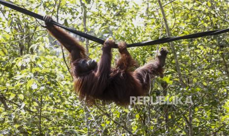 A Borneo orangutan hangs from a rope at the Borneo Orangutan Survival Foundation (BOSF) Samboja Lestari Rescue and Rehabilitation center near the construction site of of Indonesias new capital city Nusantara, in Samboja, East Kalimantan, Indonesia, 09 March 2023. BOSF’s Semboja Lestari is the home for 127 Borneo orangutans and 71 sun bears. The area includes nearly 1,800 hectares of restored forest that is set to be part of the urban forest of the new capital city Nusantara. The country has started to build the new capital city on the 56,180 hectares area in East Kalimantan province amid concerns over the effects of the city’s development on the environment and indigenous people. According to Head of Nusantara Capital City Authority Bambang Susantono, Nusantara is expected to replace Jakarta in the first semester of 2024.  