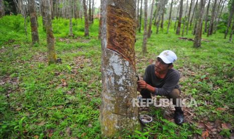 Petani menyadap getah karet di Sungai Duren, Jambi Luar Kota, Muarojambi, Jambi, Ahad (21/6/2020). Kementerian Perindustrian (Kemenperin) berkomitmen untuk terus mendorong sektor industri pengolahan karet agar semakin produktif, berdaya saing, dan melakukan diversifikasi produk guna memacu program hilirisasi dan sektor manufaktur dalam negeri