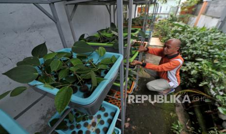 Dosen dan Peneliti Teknologi Pertanian Universitas Jambi Dede Martino memeriksa tanaman lada yang dibudidayakan dengan metode stek hidroponik di Kenali Besar, Alam Barajo, Jambi, Ahad (19/6/2022). Budi daya lada dengan metode stek hidroponik atau “hydro cutting” tersebut memungkinkan petani mengontrol kondisi akar dan intervensi nutrisi lebih baik dibanding metode penanaman konvensional. 