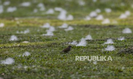 Seekor burung berdiri di dekat rumput yang bercampur kapas di halaman Institut Pertanian Bogor, Kota Bogor, Jawa Barat, Kamis (25/8/2022). Ekosistem di perkotaan perlu dijaga agar burung bisa hidup dengan sehat dan memberikan manfaat bagi kesehatan mental masyarakat. Studi mengungkap mendengarkan kicauan burung atau bahkan sekadar melihat burung bisa memperbaiki suasana hati.