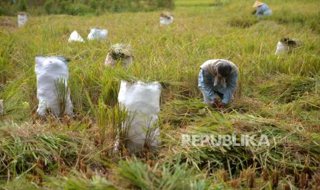 Petani memanen tanaman padi secara tradisional di persawahan kawasan Minggir, Sleman, Yogyakarta, Selasa (5/12/2023). 