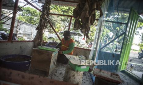 Petugas Satpel Lingkungan Hidup DKI Jakarta memeriksa kondisi pupa Lalat Tentara Hitam atau Black Soldier Fly (BSF) di Rumah Maggot BSF Kecamatan Tebet, Jakarta, Selasa (12/10/2021). Budidaya maggot atau larva dari lalat BSF itu dimanfaatkan untuk mengurai sampah organik, serta sebagai sarana edukasi pengolahan sampah mandiri bagi warga sekitar. 