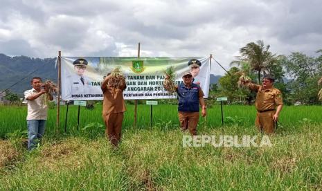 Panen perdana bawang merah digelar di Kelompok Tani Tentram Kelurahan Limusnunggal, Kecamatan Cibeureum, Kota Sukabumi, Senin (6/3/2023). 