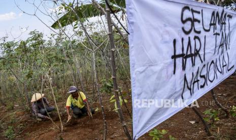 Sejumlah petani menggarap lahan singkong saat aksi simpatik Hari Tani Nasional di area lahan pertanian di Desa Pagerwangi, Lembang, Kabupaten Bandung Barat, Kamis (24/9). Dalam aksi yang digelar dalam rangka Hari Tani Nasional tersebut mereka menuntut kepada pemerintah untuk segera melaksanakan reforma agraria, menghentikan alih fungsi lahan, hentikan intimidasi serta kriminalisasi petani dan penyelesaian konflik masyarakat petani. Foto: Abdan Syakura/Republika