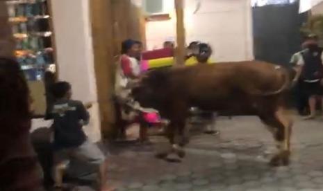 Sapi Kurban di Kediri Lepas Masuk Toko Buku