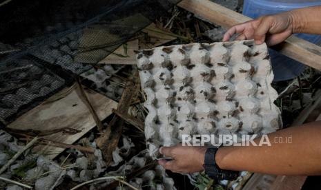 Pekerja memanen jangkrik untuk pakan burung di Desa Kaduagung Timur, Lebak, Banten, Selasa (15/9/2020). Budidaya ternak jangkrik dengan memanfaatkan limbah organik sebagai makanan jangkrik dalam 30 hari dapat dipanen sebanyak 150 kilogram dan dijualnya mulai dari Rp50 ribu hingga Rp70 ribu per kilogram.