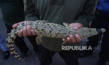 Petugas Balai Konservasi Sumber Daya Alam (BKSDA) Sumatera Barat memegang seekor buaya muara (Crocodylus porosus) yang dievakuasi dari rumah warga oleh petugas pemadam kebakaran Kota Padang, Sumatera Barat, Rabu (6/3/2020). Buaya sepanjang 80 cm itu kemudian akan dilepasliarkan kembali setelah diperiksa kondisi fisik dan kesehatannya