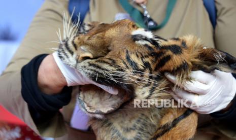 Aparat Kepolisian Resor Jember menangkap seorang perajin berinisial MMR warga Desa Tembokrejo, Kabupaten Jember, Jawa Timur yang diduga menggunakan bahan kulit dan anggota tubuh hewan liar yang dilindungi untuk kerajinan. (ilustrasi)