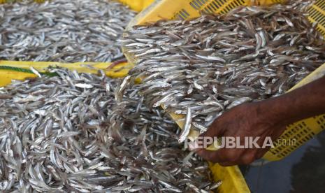 Pekerja memindahkan ikan teri yang ditangkap nelayan di Pelabuhan Muara Angke Jakarta, Rabu (7/4/2021). Kementerian Kelautan dan Perikanan menargetkan sektor perikanan tangkap mampu memberikan kontribusi penerimaan negara bukan pajak (PNBP) kepada negara mencapai Rp12 triliun pada tahun 2024. 