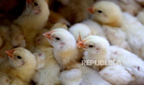 Di tengah wabah flu burung, peternak menempatkan ayam di dalam kandang (Ilustrasi). Penularan flu burung dari unggas ke manusia bisa terjadi, meski insidennya jarang.