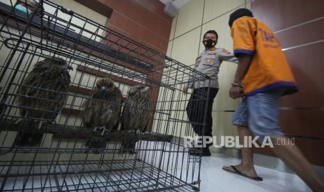 Polisi menunjukkan tersangka dan barang bukti saat ungkap kasus perdagangan satwa dilindungi di Polda Jawa Timur, Surabaya, Jawa Timur, Rabu (17/2/2021). Direktorat Reserse Kriminal Khusus Polda Jawa Timur menangkap tiga tersangka NR, VPE dan NK atas kasus dugaan memperdagangkan satwa dilindungi serta mengamankan sejumlah barang bukti satwa burung Kakatua Maluku (Cacatua moluccensis), burung Elang Brontok (Nisaetus cirrhatus), burung Elang Jawa (Nisaetus bartelsi) dan Lutung Budeng (Trachypithecus auratus). 