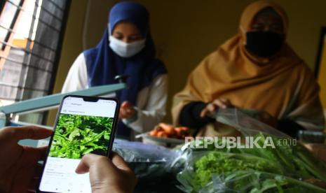 Petani milenial (petani muda berusia 19 hingga 39 tahun)  bersama pekerjanya mengemas sayur organik untuk dijual di pasar digital. 