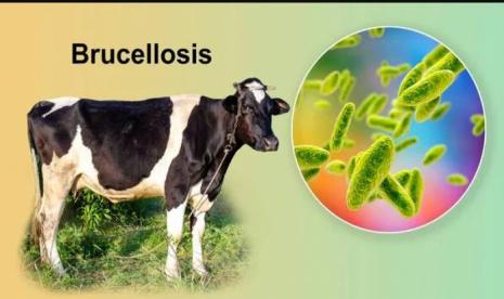 Pengertian Brucella Abortus: Penyebab, Gejala dan Pencegahan