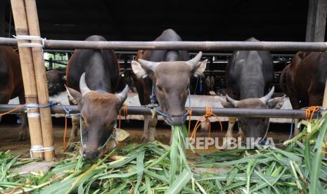 Hewan sedang memakan rumput di Rumah Potong Hewan (RPH)