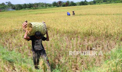 Kelompok Tani Trenggalek Bagikan Pupuk Organik Cair Secara Gratis (ilustrasi).