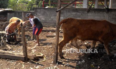 Petugas menyuntikkan vaksin untuk sapi peliharaan warga (ilustrasi) 