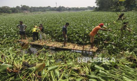 Relawan Masyarakat Peduli Ciliwung (Mat Peci) membersihkan tumbuhan eceng gondok di Situ Pengarengan, Depok, Jawa Barat, Ahad (6/6/2021). Kegiatan tersebut dalam rangka memperingati Hari Lingkungan Hidup 2021 dengan melakukan kegiatan membersihkan Situ Pengarengan dari limbah rumah tangga dan tumbuhan eceng gondok. 