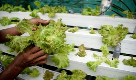 Warga merawat tanaman yang ditanam dengan sistem hidroponik.