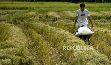 Petani membawa karung berisi gabah menggunakan gerobak di Persawahan Somba Opu, Kabupaten Gowa, Sulawesi Selatan. 