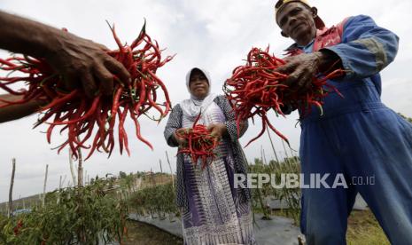 Pekerja memanen cabai di perkebunan cabai di Aceh Besar, Indonesia, 18 Januari 2021. Sektor pertanian memegang peranan penting dalam struktur pembangunan ekonomi nasional Indonesia dengan beberapa ahli berpendapat bahwa lebih dari 60 persen penduduk negara memperoleh pendapatan dari sektor pertanian, kebanyakan di pedesaan di seluruh nusantara.