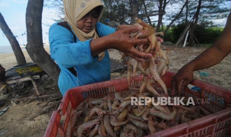 Udang (ilustrasi). Selain udang, ikan kerapu juga menjadi salah satu komoditas andalan ekspor