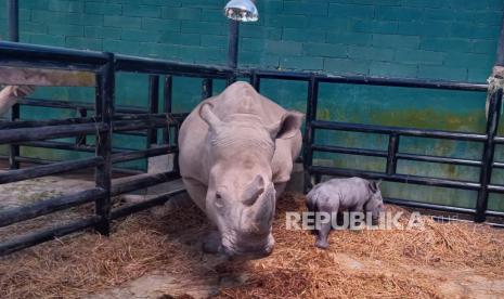 Seekor badak putih afrika bernama Juma, melahirkan bayi bernama Ramadani Jumat Agung di Taman Safari Bogor pada Jumat (7/4/2023). 