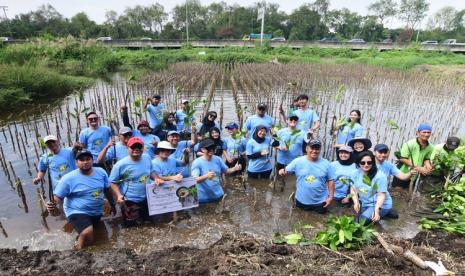 Solusi Energy Nusantara Tanam 500 Mangrove Jenis Rhizophora Mucronata