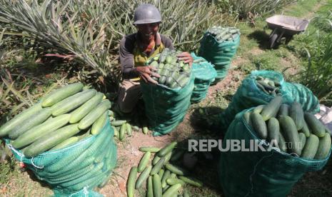 Petani mengemas mentimun ke dalam karung saat panen  (ilustrasi)