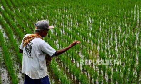 Petani menebar pupuk, (ilustrasi). Anggota Komisi IV DPR RI Firman Subagyo mengatakan agar pengawasan pendistribusian pupuk bersubsidi harus diperketat.