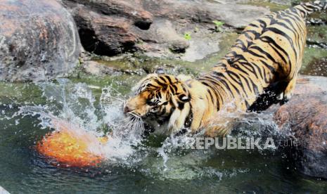 Seekor harimau Sumatra (Panthera tigris sumatrae) 