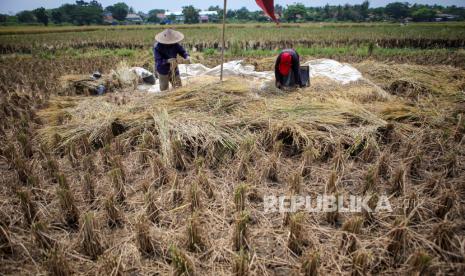 Petani memanen padi di Rajeg, Kabupaten Tangerang, Banten, Senin (9/11/2020). Badan Pusat Statistik mencatat sektor pertanian mengalami pertumbuhan positif pada kuartal III-2020 yakni tumbuh sebesar 2,15 persen (yoy). 