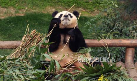  Panda Fu Bao