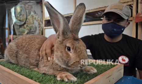 Peternak memperlihatkan koleksi kelinci hias jenis Flemish Giant di Karangpawitan, Kabupaten Garut, Jawa Barat, Jumat (2/10/2020). Peternakan tersebut memiliki kelinci hias jenis Flemish Giant, German Giant, New Zealand White, Jersey Wooly dan Lion Head yang dijual dengan harga Rp500 ribu hingga Rp2 juta tergantung jenis, ukuran serta kualitas. 