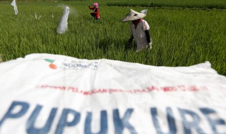 Petani menabur pupuk pada tanaman padi (ilustrasi). Kontak Tani Nelayan Andalan (KTNA) meminta Kementerian Pertanian agar segera mengeluarkan pupuk bersubsidi sebanyak 1,4 juta ton.