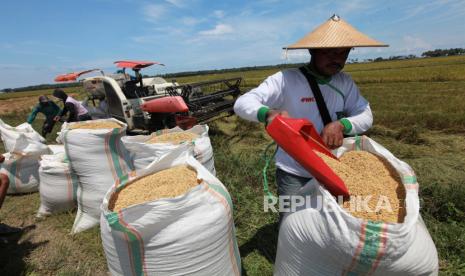 Sejumlah petani memasukan gabah ke dalam karung usai dipanen. Stok pangan untuk kebutuhan Ramadhan warga di Garut mencukupi (ilustrasi)