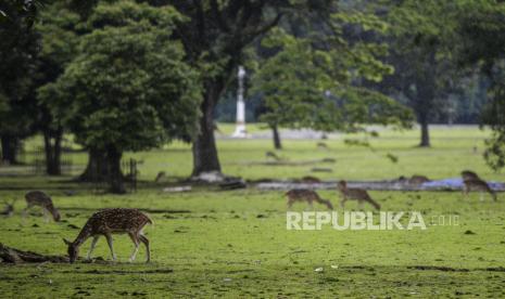 Sejumlah rusa memakan rumput di Istana Bogor, Kota Bogor, Jawa Barat (ilustrasi). Presiden Joko Widodo (Jokowi) menyambut kunjungan resmi Perdana Menteri (PM) Republik Ceko Petr Fiala di Istana Kepresidenan Bogor, Jawa Barat, Selasa, (18/4/2023) sore.