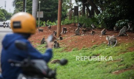 Warga melihat monyet ekor panjang (Macaca fascicularis) (ilustrasi)