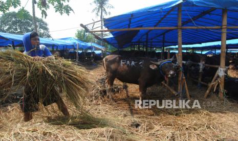 Pekerja memberi pakan rumput kering untuk sapi kurban di Depo Seribu Sapi Kurban, Tanah Sareal, Kota Bogor, Jawa Barat, Kamis (15/7/2021). Kementerian Pertanian menyebutkan ketersediaan hewan kurban yang mencapai 1,7 juta ekor yang terdiri atas sapi, kerbau, kambing dan domba di seluruh Indonesia dinilai mencukupi untuk Hari Raya Idul Adha 1442 Hijriyah. 