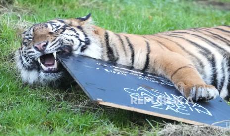 Harimau Sumatra berada di ZSL London Zoo, London, 3 Januari 2024. 