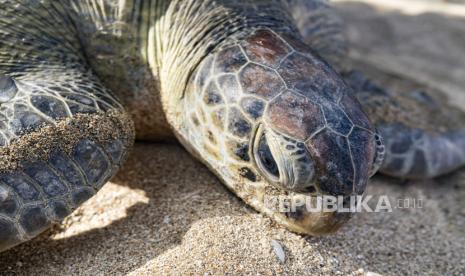 Enam Spesies Penyu di Segitiga Terumbu Karang Terancam Punah. Penyu hijau (chelonia mydas) menuju ke laut setelah dibebaskan oleh Polisi Kelautan Bali di sebuah pantai di Kuta, Bali, Indonesia, 05 Agustus 2020. Polisi Bali melepaskan 25 penyu hijau setelah mereka ditangkap dari pemburu liar. 