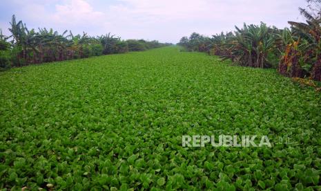 Kondisi Sungai Jratun yang dipenuhi tumbuhan Eceng gondok (Eichhornia crassipes) di Desa Payaman, Mejobo, Kudus, Jawa Tengah, Rabu (1/3/2023). Tumbuhan gulma yang hidup mengapung di atas air itu menyebabkan pendangkalan sungai serta mengganggu aliran sungai dan menjadi salah satu penyebab sering terjadinya banjir di kawasan itu. 