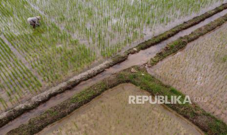 Petani mencabut bibit padi untuk tambal sulam di areal persawahan ranomeeto, Kecamatan Ranomeeto, Konawe Selatan, Sulawesi Tenggara, Jumat (20/8/2021). Memasuki musim tanam padi akhir tahun ini, petani di wilayah itu mengaku kesulitan mendapatkan pupuk bersubsidi jenis urea akibat terjadinya kelangkaan sejak sebulan lalu. 