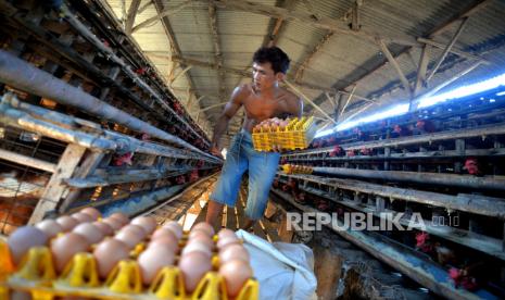 Pekerja mengambil telur ayam negeri di Peternakan Ayam Petelur Abang AE, Sleman, Yogyakarta, Selasa (16/5/2023). Menurut peternak, naiknya harga telur ayam negeri yang mencapai Rp 31 ribu per kilogram banyak faktornya. Salah satu penyebabnya yakni naiknya harga pakan imbas konflik Rusia dan Ukraina. Menurut peternak harga telur ayam yang pas di kisaran Rp 27 ribu per kilogram.