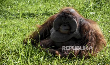 Orangutan Kalimantan (Pongo pygmaeus)