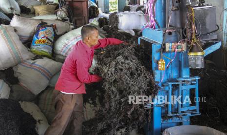 Pekerja mengemas rumput laut Rengkam (sargassum) kering menggunakan mesin di gudang penampungan KBC Pulau Nipah, Batam, Kepulauan Riau, Jumat (18/2/2022). Stasiun Karantina Ikan Pengendalian Mutu dan Keamanan Hasil Perikanan (SKIPM) Batam mencatat, nilai ekspor rumput laut Rengkam (sargassum) ke berbagai negara mencapai Rp24,58 miliar pada 2021, atau meningkat 500 persen dibandingkan tahun sebelumnya sebesar Rp4,09 miliar. 